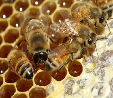 Лечение геморроя медом