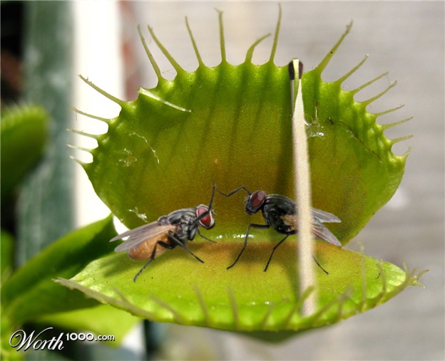 фото венериной мухоловки